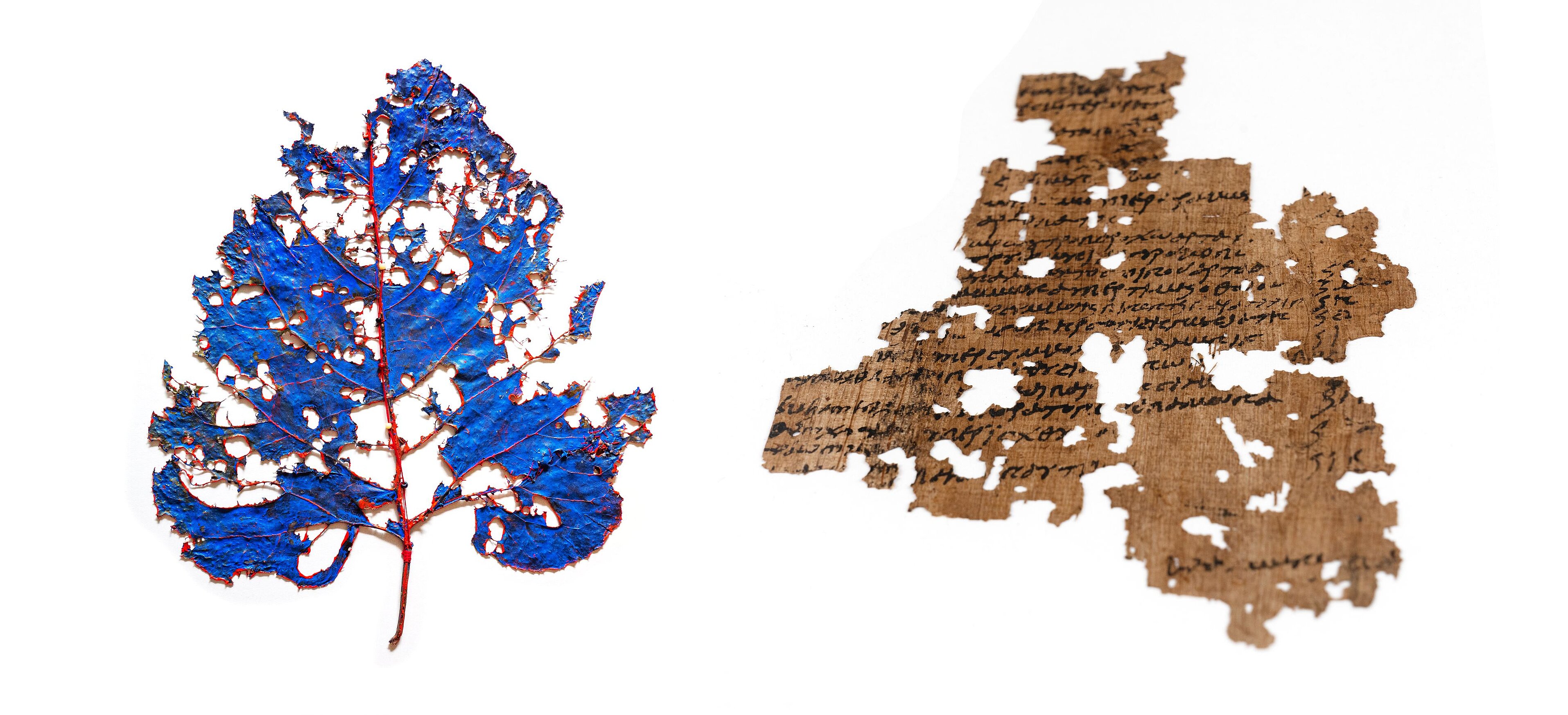 Links ein von der Künstlerin Angela Andorrer bearbeitetes Laubblatt, rechts daneben ein arabischer Papyrus aus dem 7./8. Jahrhundert.